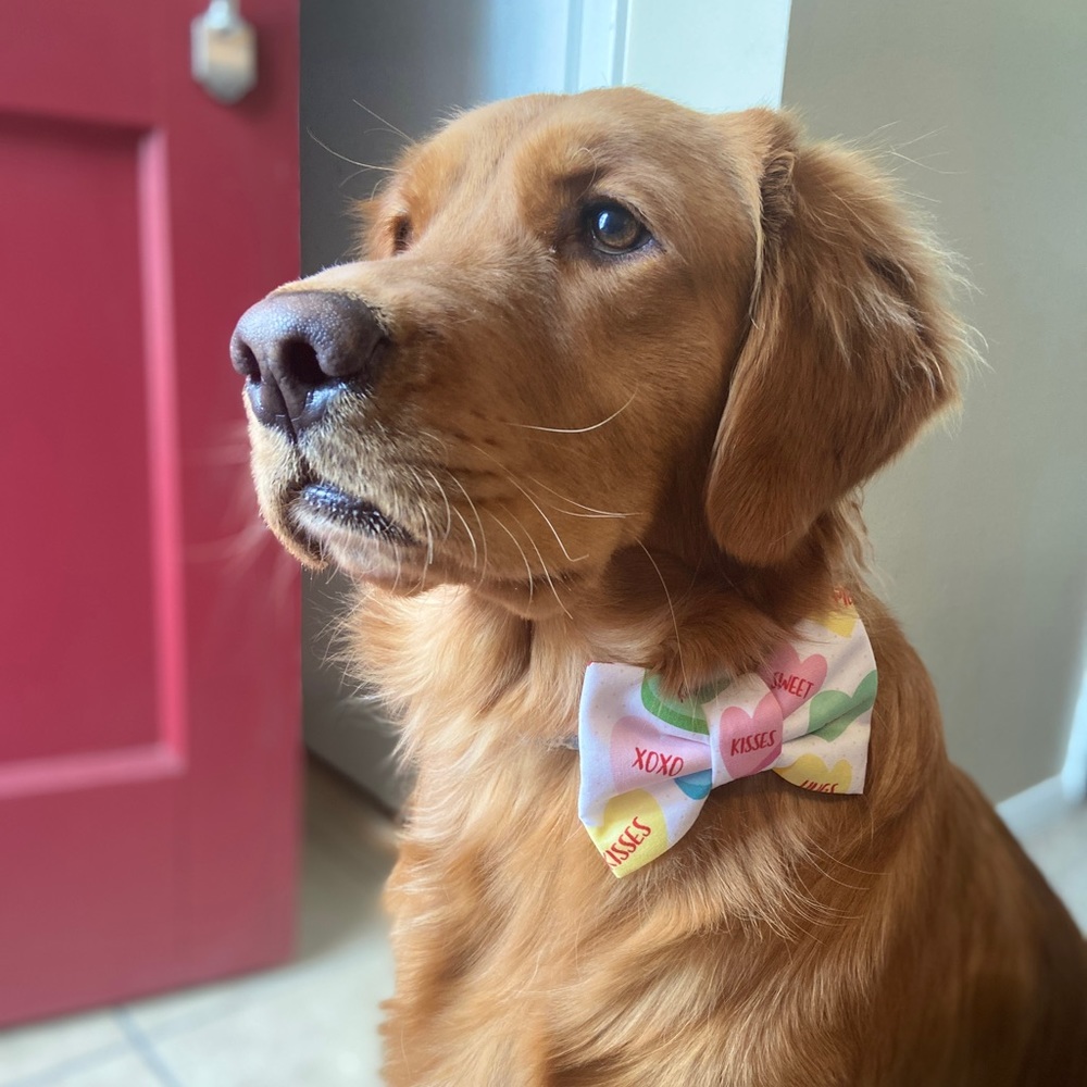 🟪Special Occasion Bow Ties!